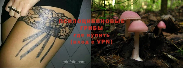 гашик Алексин