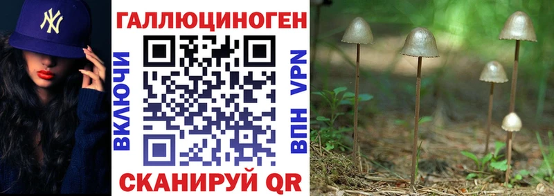 Псилоцибиновые грибы Cubensis  hydra зеркало  даркнет какой сайт  Иркутск 